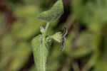 Trailing milkvine